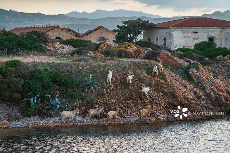 意大利撒丁岛马达莱纳群岛的卡普雷拉岛图片素材