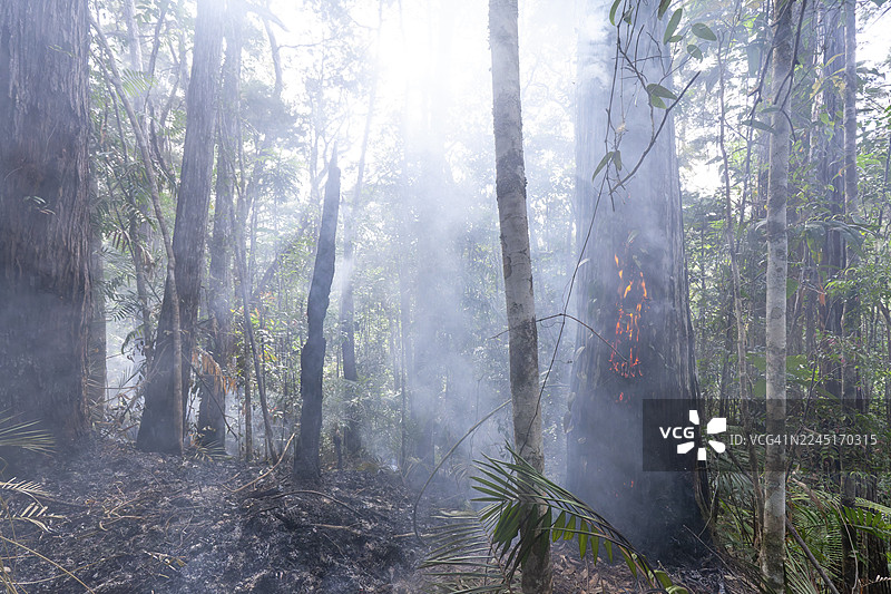为防止澳大利亚昆士兰州炎热灌木丛林火灾而进行的预防性烧除图片素材