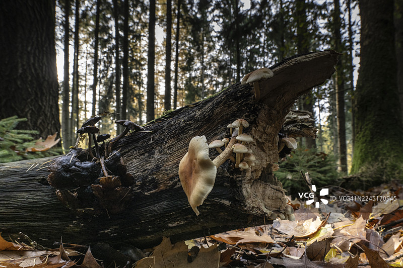 硫磺伞（Hypholoma fasciculare），下萨克森州埃姆斯兰图片素材