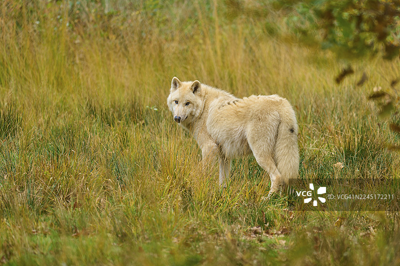 一只北极狼（Canis lupus arctos）在开阔的秋日环境中回头望图片素材