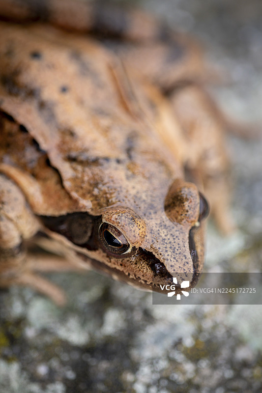 普通蛙（Rana temporaria）坐在石头上，地点：下奥地利，奥地利图片素材
