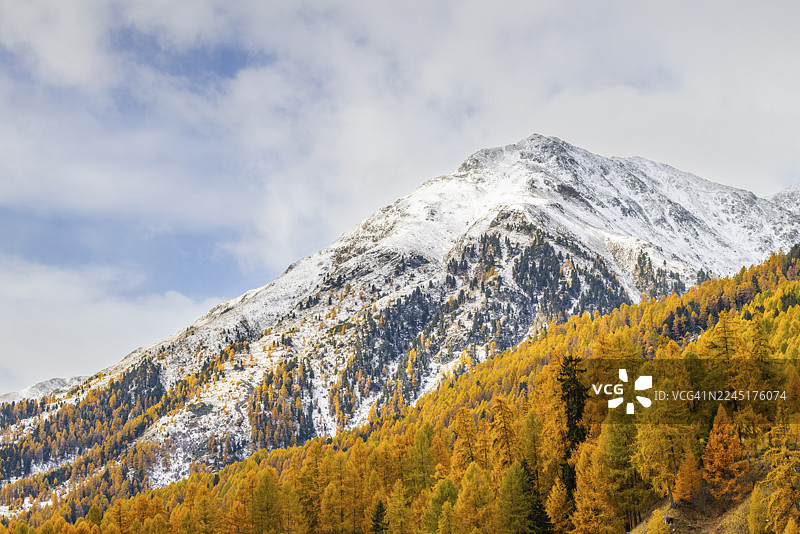 秋天的落叶松林(Larix),雪山山峰,秋季,皮兹梅扎乌恩,阿尔布拉山口,恩加丁,格劳宾登,瑞士图片素材