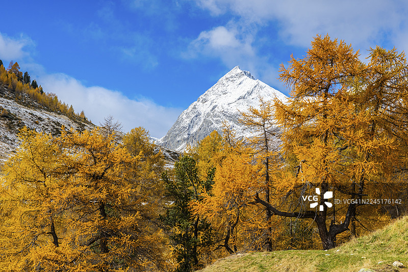 秋季落叶松（Larix）森林，山峰积雪，秋季，乌尔特施峰，阿尔布拉山口，恩加丁，格劳宾登，瑞士图片素材