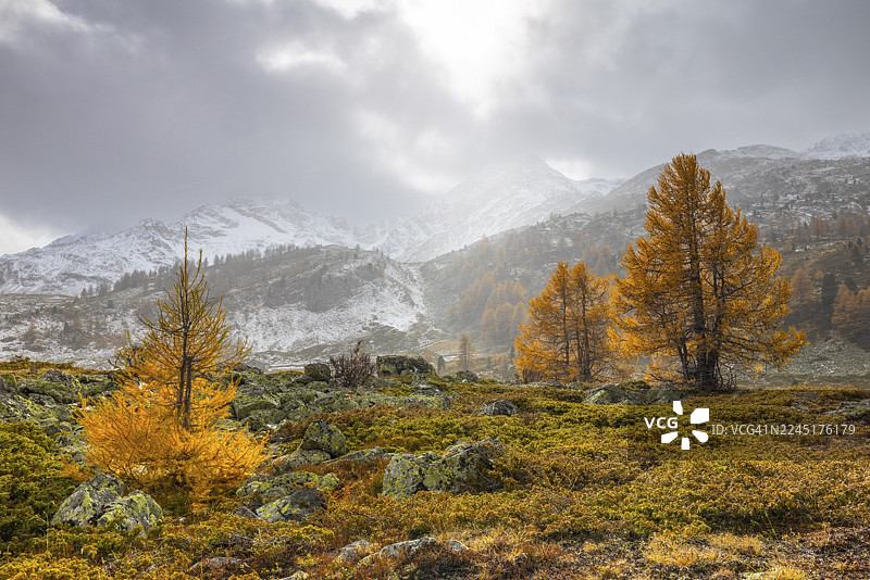 秋季落叶松(Larix)在雪山峰前,秋天,蓬特雷西纳,伯尔尼纳山口,恩加丁,格劳宾登,瑞士图片素材