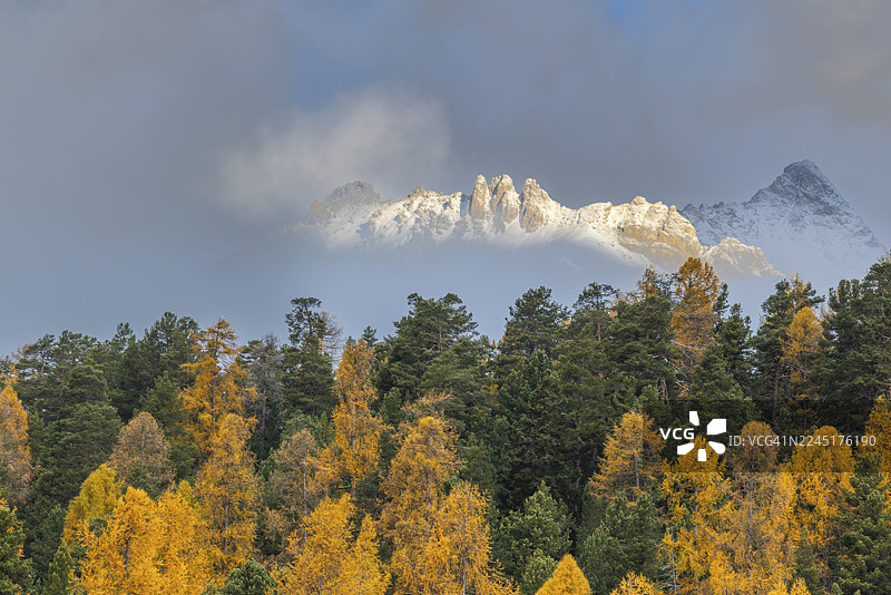 秋季落叶松（落叶松）的混合森林，秋叶绚烂，位于皮兹穆拉格尔山附近，山峰，塞莱里纳/施拉里尼亚，恩加丁，格劳宾登州，瑞士图片素材