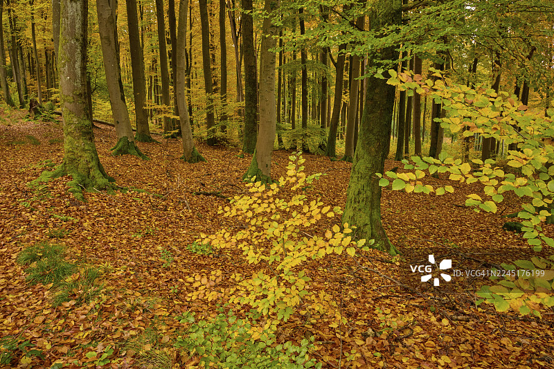 德国巴伐利亚州斯佩萨尔特地区魏贝斯布伦的林地铺满了黄色的秋叶图片素材