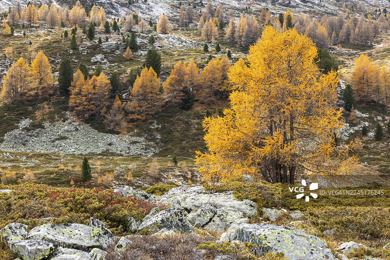 秋季的落叶松(Larix)在降雪中,秋季,蓬特雷西纳,伯尔尼纳山口,恩加丁,格劳宾登,瑞士图片素材