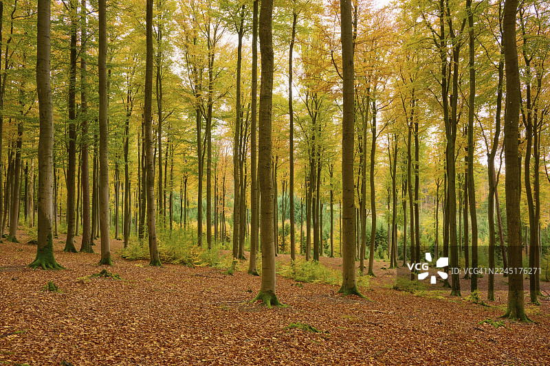 德国巴伐利亚州斯佩萨尔特地区魏贝斯布伦的细长树木繁茂的森林图片素材