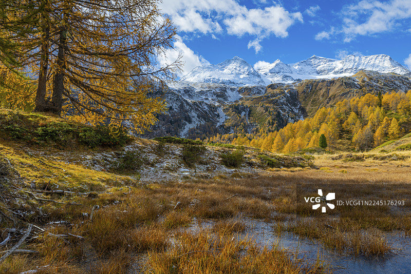 秋季落叶松（Larix）在雪山峰前，秋季，蓬特雷西纳，阿尔拉斯峰，坎布雷纳峰，阿尔拉斯峰，卡拉莱峰，马森峰，伯尔尼纳山口，恩加丁，格劳宾登，瑞士图片素材
