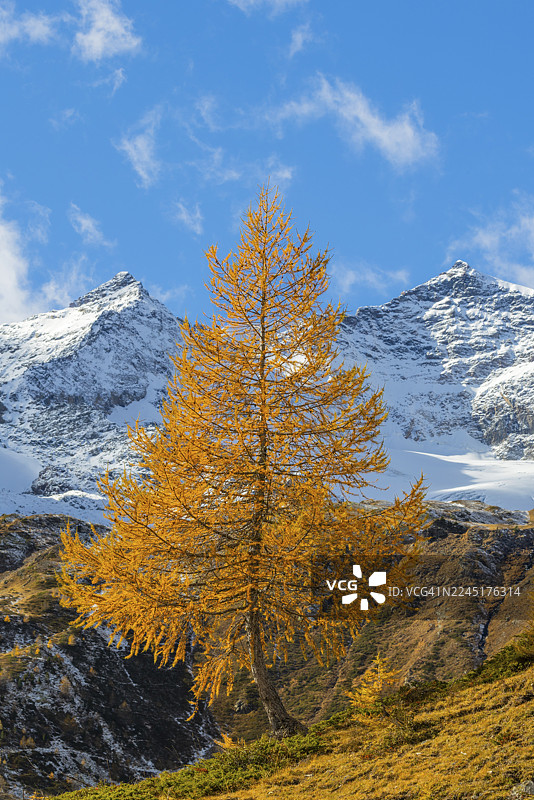 秋季落叶松(Larix)在山峰前,卡拉莱角,萨萨尔马森,秋季,蓬特雷西纳,伯尔尼纳山口,恩加丁,格劳宾登,瑞士图片素材