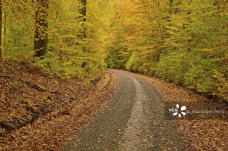 A curvy forest trail covered with yellow leaves, creating a quiet and autumnal ambiance, Weibersbrunn, Spessart, Bavaria, Germany图片素材