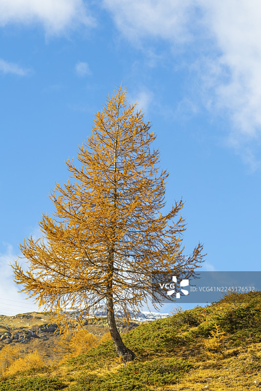 秋天的落叶松(Larix)在蓝天下呈现出秋日色彩,地点:蓬特雷西纳,伯尔尼纳山口,恩加丁,格劳宾登,瑞士图片素材