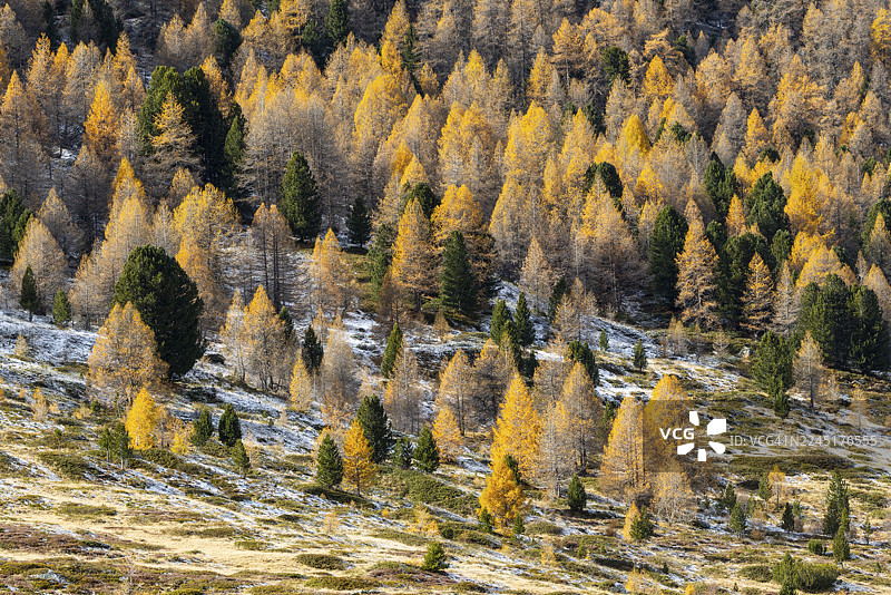 秋季落叶松（Larix）混交林，瑞士格劳宾登州上恩加丁地区蓬特雷西纳图片素材