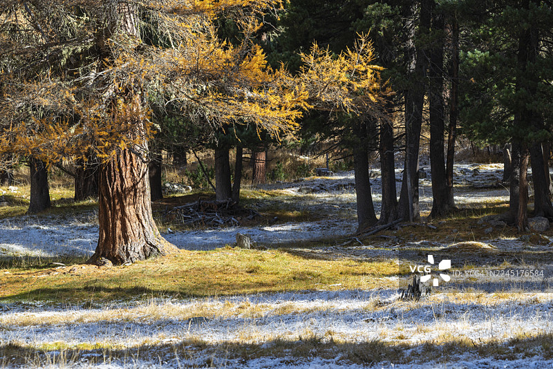 秋季色彩的落叶松（Larix），带有霜冻，秋季，恩加丁，格劳宾登，瑞士图片素材