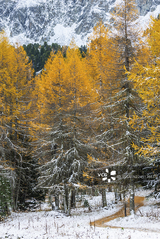 秋季松林（落叶松）中的徒步小径，有雪，秋季，阿尔布拉山口，恩加丁，格劳宾登，瑞士图片素材
