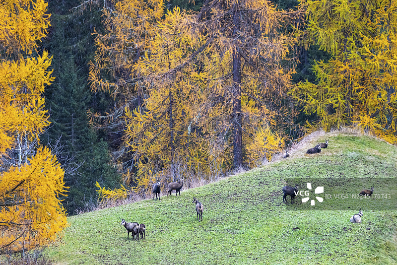 秋季,在黄色的落叶松(Larix)前,一只岩羚羊(Rupicapra rupicapra)在瑞士格劳宾登州塞内泽恩恩加丁。图片素材