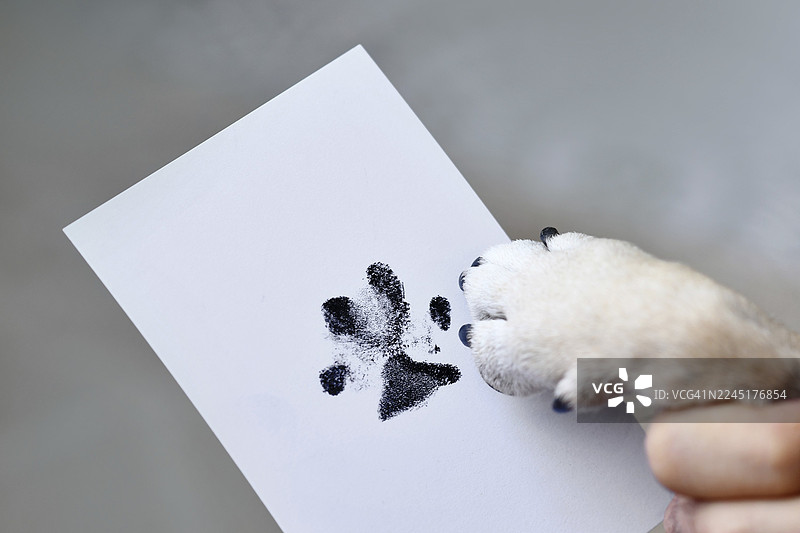 手握着狗爪子，旁边是白纸上的脚印。作为爱犬纪念的宠物纪念品概念。图片素材