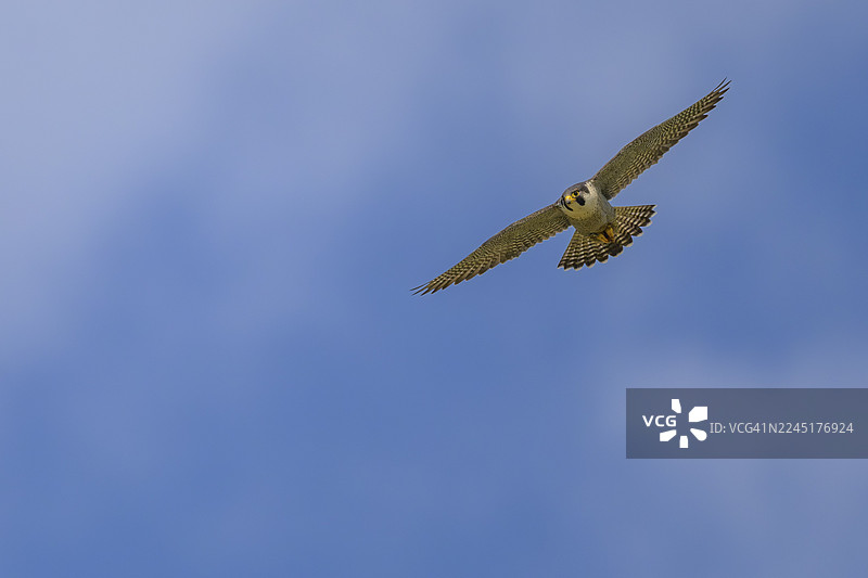 游隼(Falco peregrinus),游隼,在蓝天映衬下飞翔,生物圈区域,施瓦本汝拉山,巴登-符腾堡州,德国图片素材