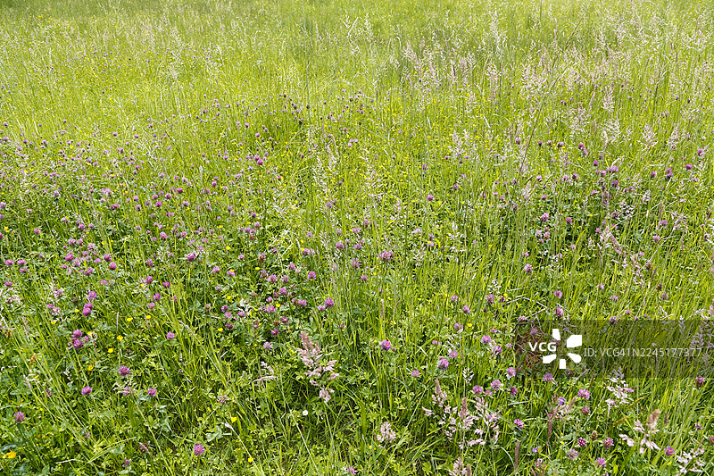 三叶草(车轴草),红花,草甸,野花,草,草本植物,植物,自然,施瓦本汝拉,巴登-符腾堡,德国图片素材