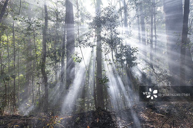 澳大利亚昆士兰州炎热的灌木丛地区为预防火灾而进行的预防性焚烧图片素材