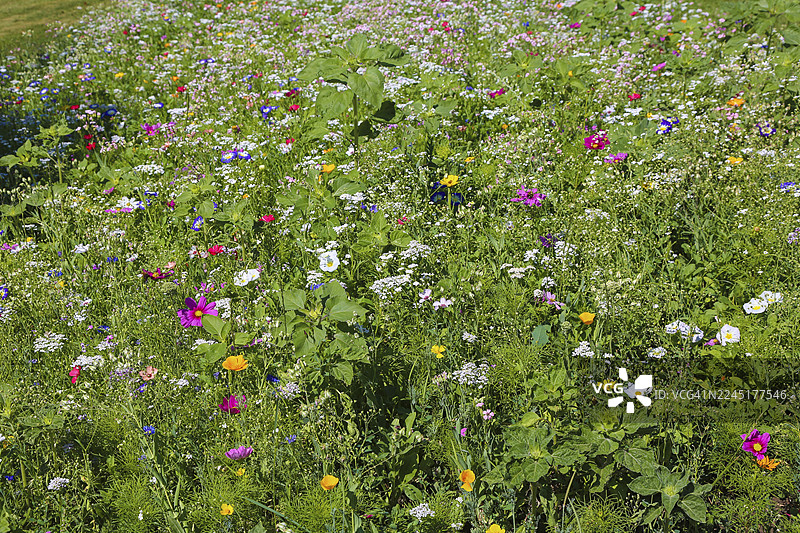 装饰性篮子(大波斯菊),草甸,多彩野花,草,草本植物,植物,自然,施瓦本汝拉,巴登-符腾堡州,德国图片素材