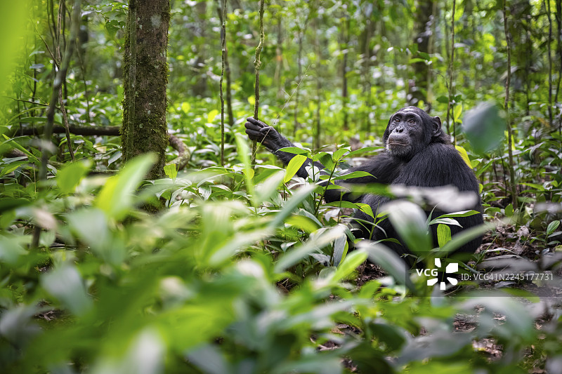 黑猩猩（黑猩猩）在绿叶中，成年雄性在丛林叶子中，位于乌干达基巴莱国家公园图片素材