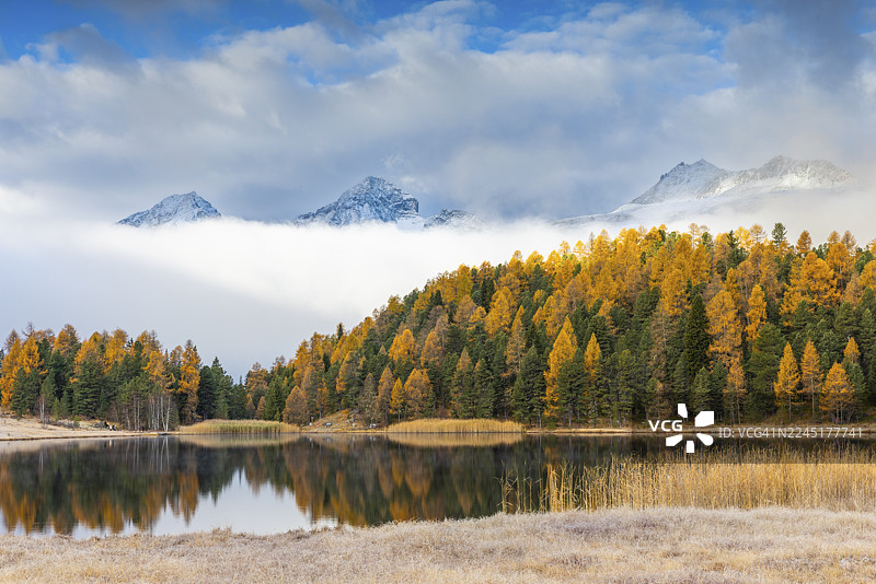 秋季,雪山峰前,湖泊Stazer,混交林(落叶松),芦苇,阿尔班山,波拉斯钦山,塞勒里纳/施拉里尼亚,恩加丁,格劳宾登,瑞士图片素材
