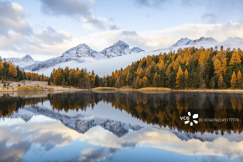 秋季,雪山峰峦前的斯塔泽湖,混交林(落叶松)倒映其中,阿尔班山、朱利耶山、奈尔山、波拉辛山,塞莱里纳/施拉里尼亚,恩加丁,格劳宾登,瑞士图片素材
