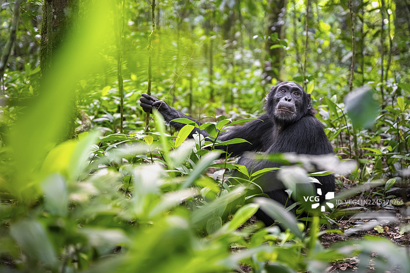 黑猩猩（黑猩猩）在绿叶丛中，成年雄性在乌干达基巴莱国家公园的丛林叶子中图片素材