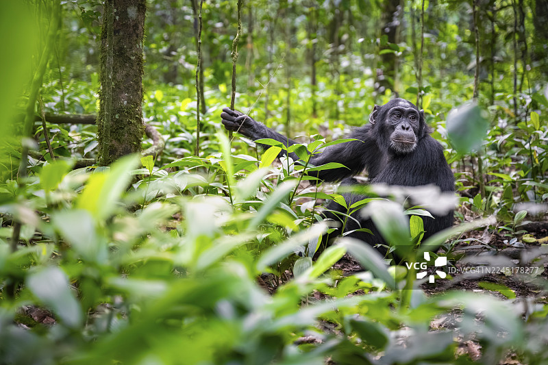 黑猩猩（黑猩猩）在绿叶中，成年雄性在丛林叶子中，位于乌干达基巴莱国家公园图片素材