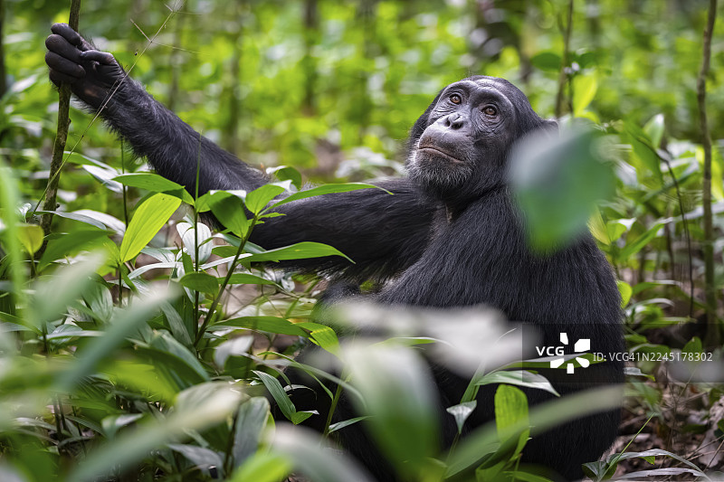 黑猩猩（黑猩猩）在绿叶中，成年雄性在丛林叶子中，位于乌干达基巴莱国家公园。图片素材