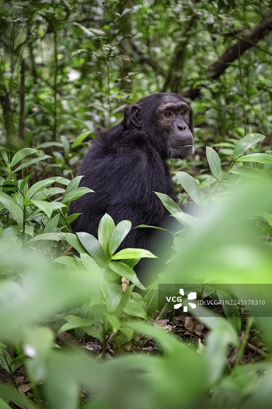 黑猩猩（黑猩猩），雄性，在地面上，位于乌干达基巴莱国家公园的丛林中图片素材