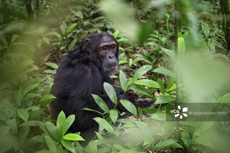 黑猩猩（黑猩猩），一只雄性在地上，位于乌干达基巴莱国家公园的丛林中图片素材