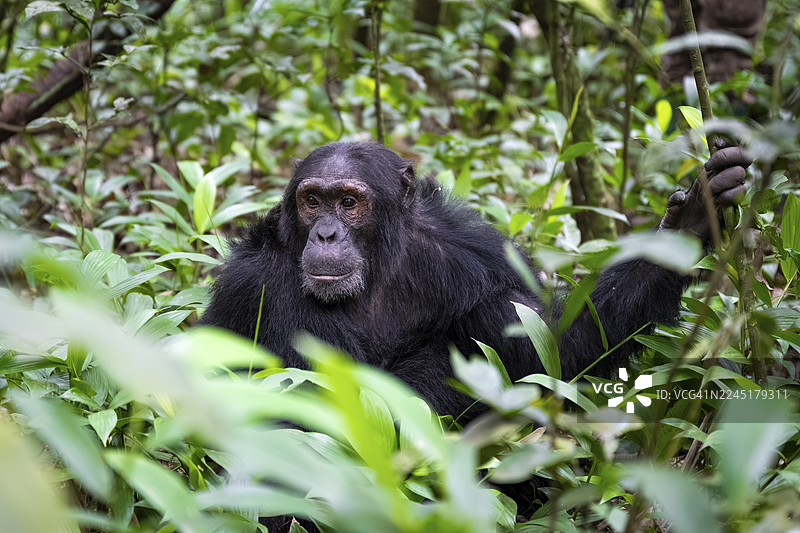 黑猩猩（黑猩猩），一只雄性在地上，位于乌干达基巴莱国家公园的丛林中图片素材