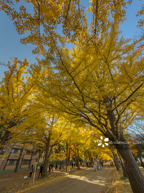 日本札幌市的黄色银杏街道图片素材