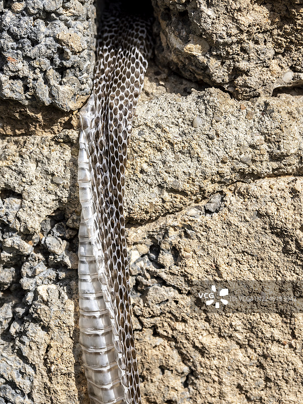 蜕皮的蛇在石缝间蜕皮的细节图片素材