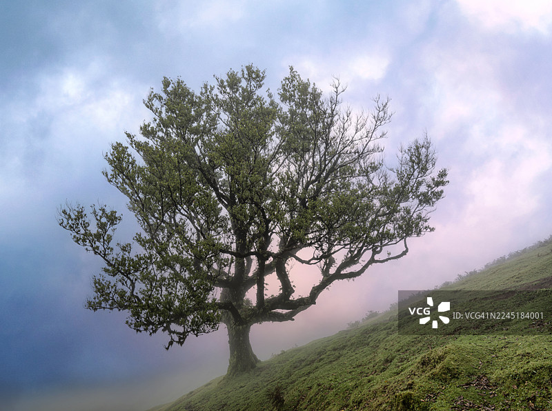 马德拉岛法纳尔森林黎明时分，山坡上的树，绿色的草地和薄雾图片素材