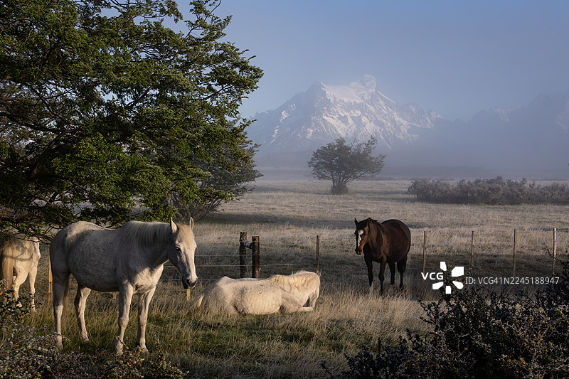 智利巴塔哥尼亚的马图片素材