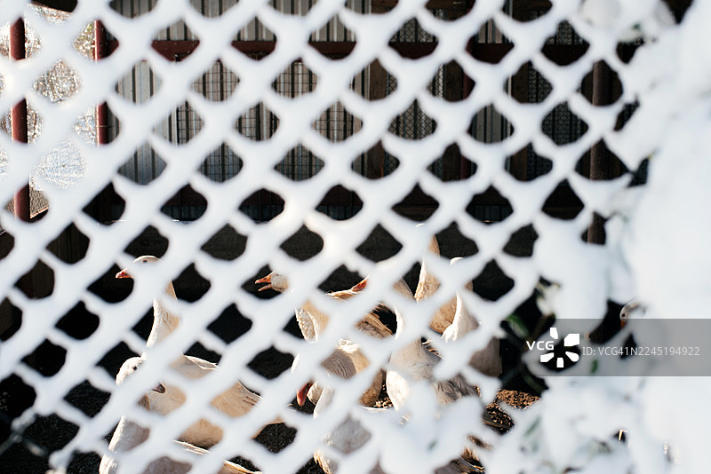冬季围栏中的一群鹅。雪中栅栏网后的鹅。养鹅场。家禽养殖场。畜牧业。图片素材