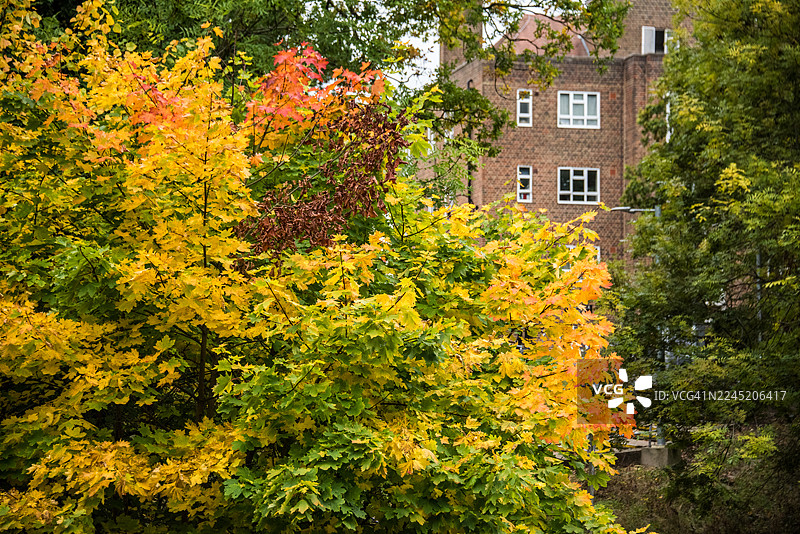 伦敦南部，秋日林冠下的铁路走廊图片素材