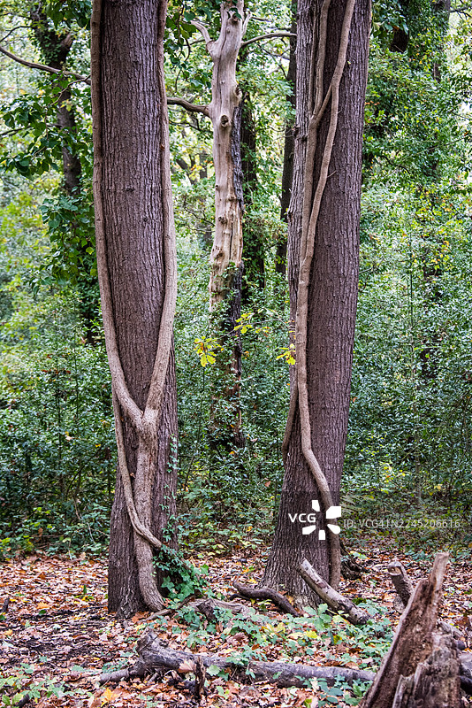林地里扭曲的树干组合，位于赛德纳姆山林图片素材