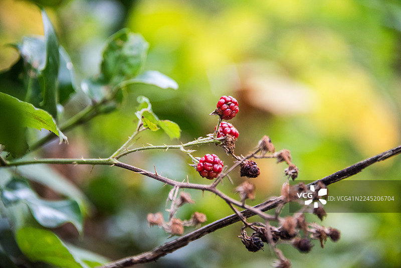 带卷须的未成熟的悬钩子簇图片素材