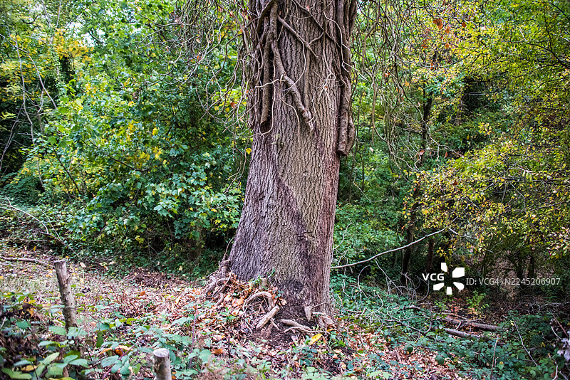 爬满常春藤的大树干图片素材