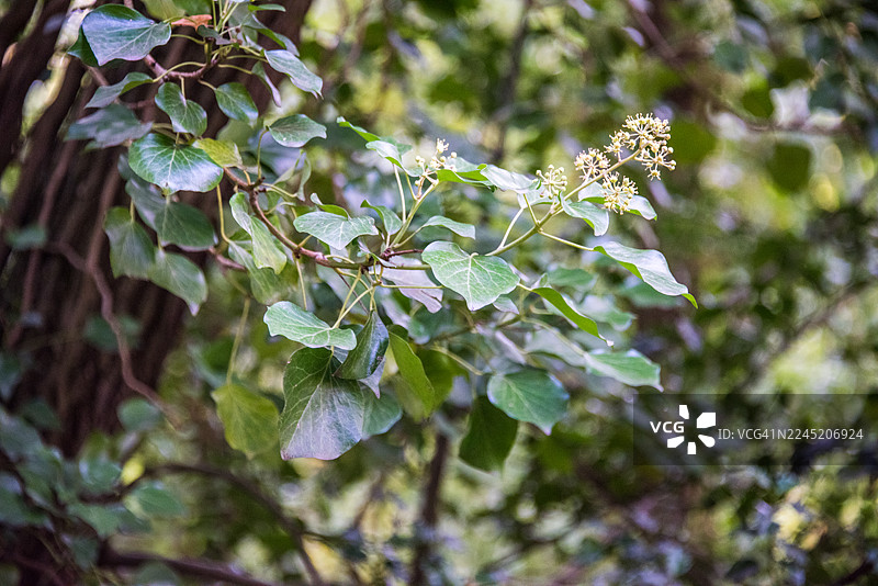 榛树叶和秋季的莩果图片素材