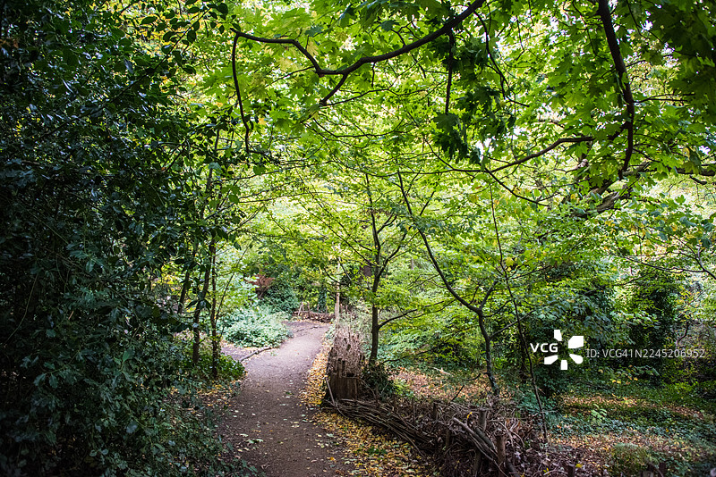 蜿蜒的林间小路旁是金合欢，西德纳姆图片素材