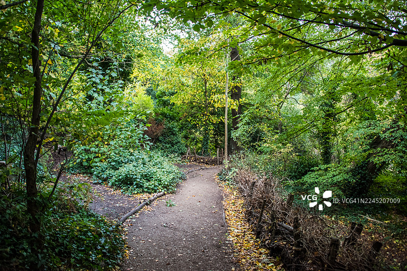 弯曲的林间小路旁是金合欢，悉尼汉图片素材