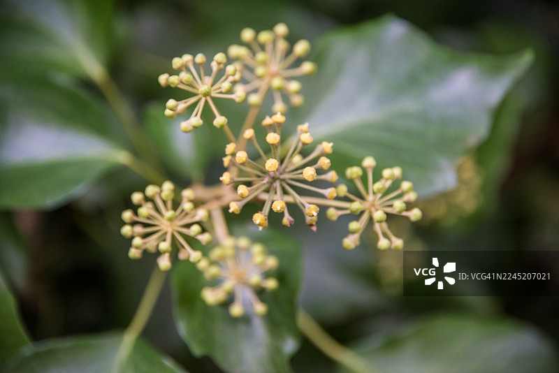 未开花的常春藤花伞，西德纳姆山林图片素材
