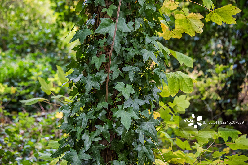 爬满常春藤的树干和绿色的林下，悉尼厄姆图片素材