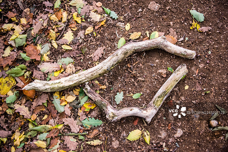 树枝弯曲，散落在铺满落叶的地面上图片素材