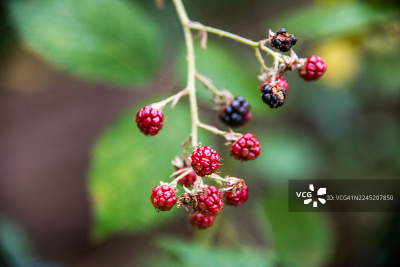 藤上的黑莓果实正在成熟图片素材